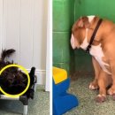 이불 속 댕댕이 이미지