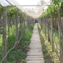 하나농장B 이미지