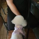 봉 그루밍 이미지