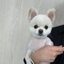 오구오구살롱 이미지