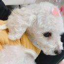 도그랑힐스 이미지