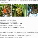 모두여행센터 | 오키나와 태교여행 3일차｜리잔씨파크호텔 조식뷰, 이온몰 라이카무 포켓몬센터, 임산부 여행 현실후기