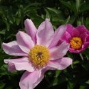 뿌리마춤