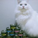 올캣코리아 이미지