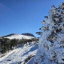 한라산 눈꽃산행 및 관광 안내(25.1.4~1.5) 이미지