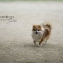 카페독스 이미지