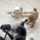 양코치 애견카페 네이버블로그