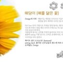 해담꽃 이미지