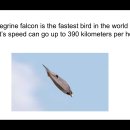 Science with Adhrit - Peregrine Falcon Bazaars 이미지