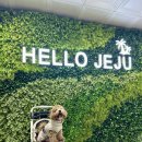 골든오토 | 강아지 동반 제주여행, 골든두들 첫 비행 탑승기(대한항공/제주항공 예약 및 탑승 후기)