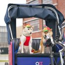 천지 애견 이미지