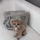 L  &  L | [내돈내산] 강아지 이동가방 리카리카 쿠션백 라지(L) 사이즈 솔직 후기