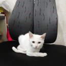 포산동물병원 이미지