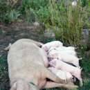 붉은돼지 이미지