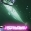 벨루가