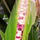 대학찰옥수수 이미지