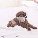 강남십자약국 | [공지] 강아지 슬개골 탈구 원인부터 재활까지 총정리!