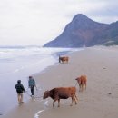 신안햇빛발전소 이미지