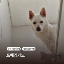 밀양 반값여행 대형견 가능 천연잔디 독채펜션 포메리카노 모모 &amp; 카페 솔직후기