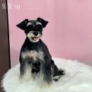 또보개 | 오목천동 애견샵 또보개 위치.가격.시간.후기
