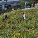 꽃양귀비마을 이미지