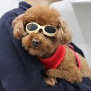 분당정자 동물병원 이미지