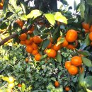 대광청과 이미지