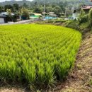 장동로~산디로 이미지