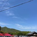 해당화 | 강진 남미륵사 26년 4월 철쭉 서부해당화 여행 후기