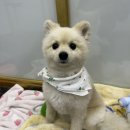 이브메디칼대구 | 강아지 위장운동장애&amp;췌장염으로 입원한 이야기/모찌야 아프지마...