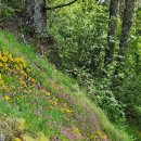 특별 수요산행 Saddle Mountain Oregon 이미지