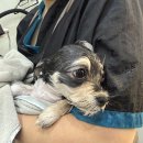 멍끌레르 이미지