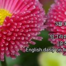 데이지365