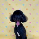 마이멍멍 이미지