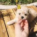 몽글몽글 이미지