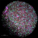 평행우주연산(Parallel Universe Simulation) - 유기체지성(Organoid Intelligence)완성에 5년 이미지