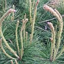 소희꽃농원 이미지