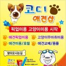 코디애견샵 이미지