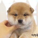 시바견분양.kr 이미지