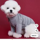 도그인 그레이 | 강아지 털옷 후리스 도그아이 내돈내산 후기