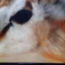 사우로 L 이미지