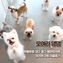 댕하우스 애견유치원 호텔 대구 중구점 | 연중무휴 대구애견유치원 모여라댕댕 유치원 2회 이용한 후기