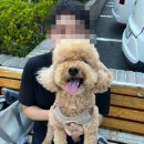 dog's 애견샵 | 댕스탑ㅣ부산 수영 강아지 미용 &amp; 스파 목욕ㅣ프리미엄 미용샵 추천