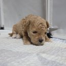 탬스켄넬 이미지