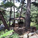 홍천군 서석면 멋진 소나무숲 황토주택 매매 이미지