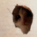 껌딱지펫 이미지