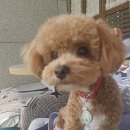 디디애견미용 이미지