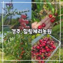 체리 | 경주, 체리 따기 체험 후기 &lt;힐링 체리 농원&gt;