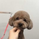 단짝 펫살롱 이미지