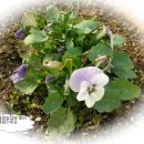 민들레농장 이미지